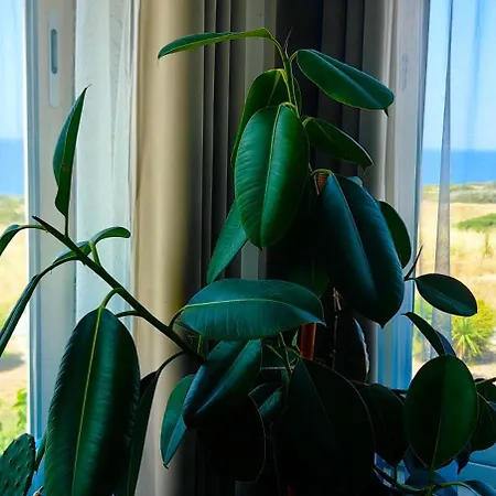 דירה Esentepe Turtle Bay Village 2-bedroom Sea View *